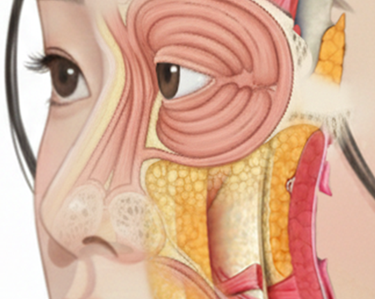 이마 미간 피부 구조 해부학