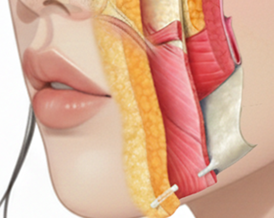 입가주름 해부학